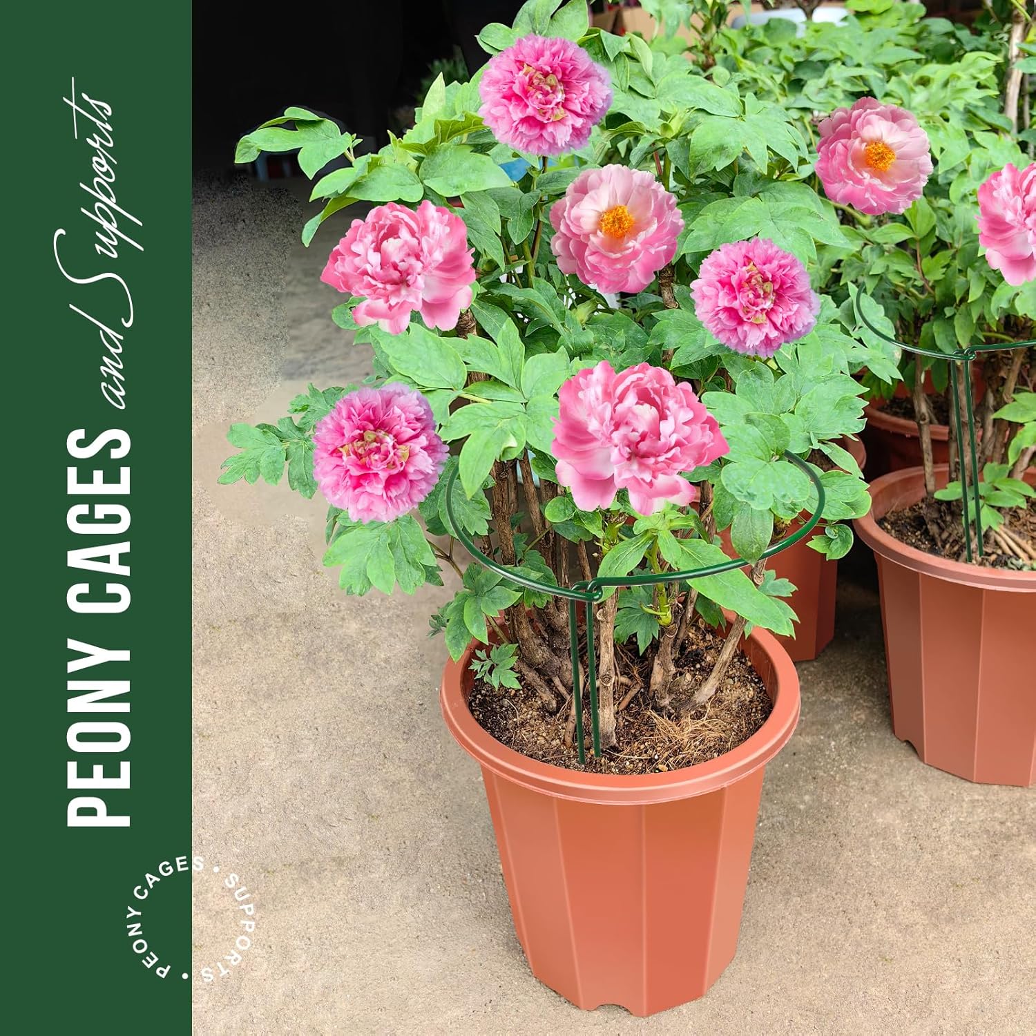 6 Pack Plant Support Plant Stakes, Metal Peony Support, Garden Plant Supports, Plant Cage, Plant Support Ring, Plant Support Stakes for Peony, Tomato, Hydrangea, Indoor Plants, 9.8 W x 15.7 H - Image 2