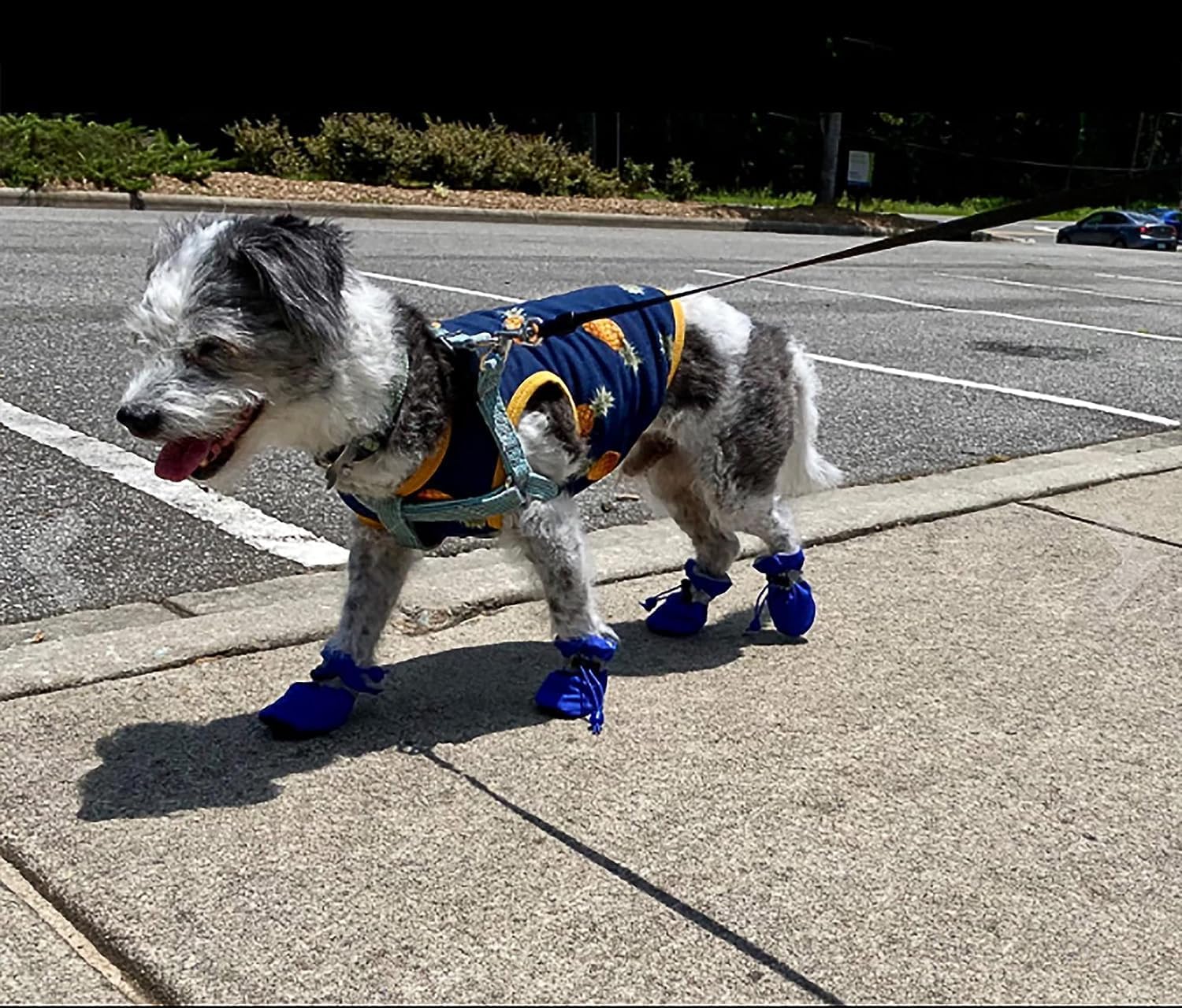Petluno Antislip, dog boots, paw protection, these comfortable dog boots with soft soles are equipped with reflective straps (6, blue) Blue 6 - Image 2
