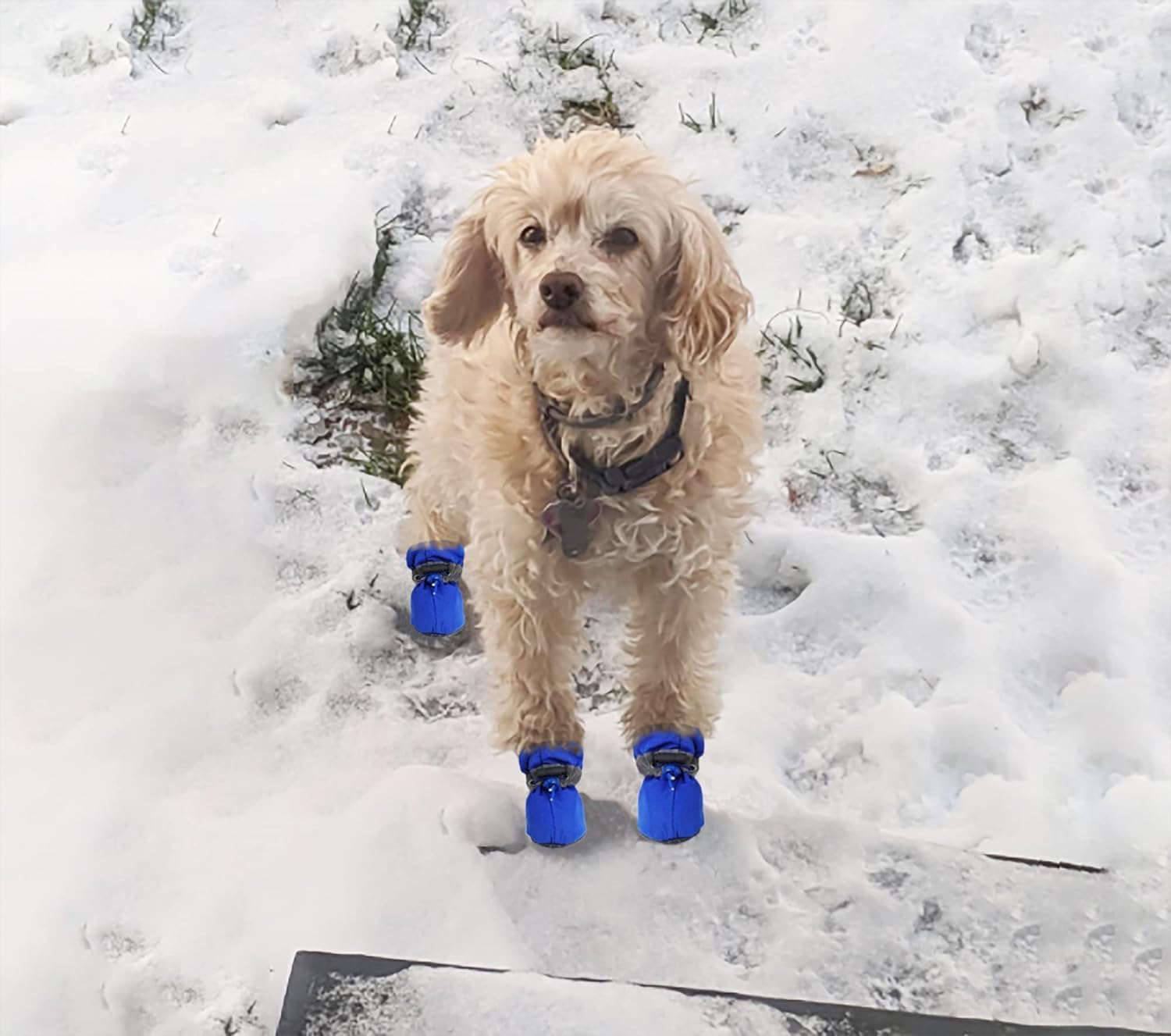 Petluno Antislip, dog boots, paw protection, these comfortable dog boots with soft soles are equipped with reflective straps (6, blue) Blue 6 - Image 7