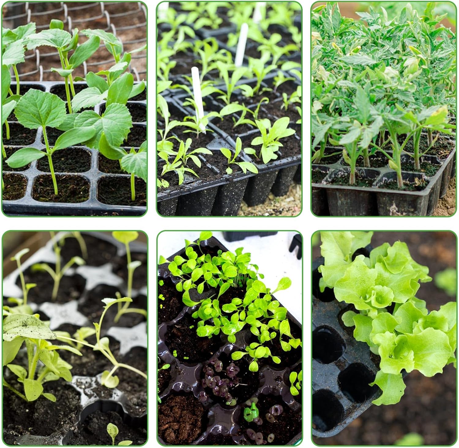 120 cell seedling starter tablets reusable, mini propagator, greenhouse growing kit, plant growing trays for indoor greenhouse plastic germination trays nurseries, growing - Image 6