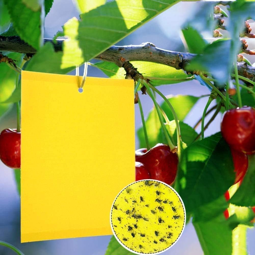 Dual-Sided Yellow Sticky Traps for Capturing Flying Plant Insects Like Fungus Gnats, Flying Aphid, Whiteflies, Leaf Miners, Other Flying Plant Insects (6x10 Inches, Twist Ties Included) (60-Pack) - Image 1