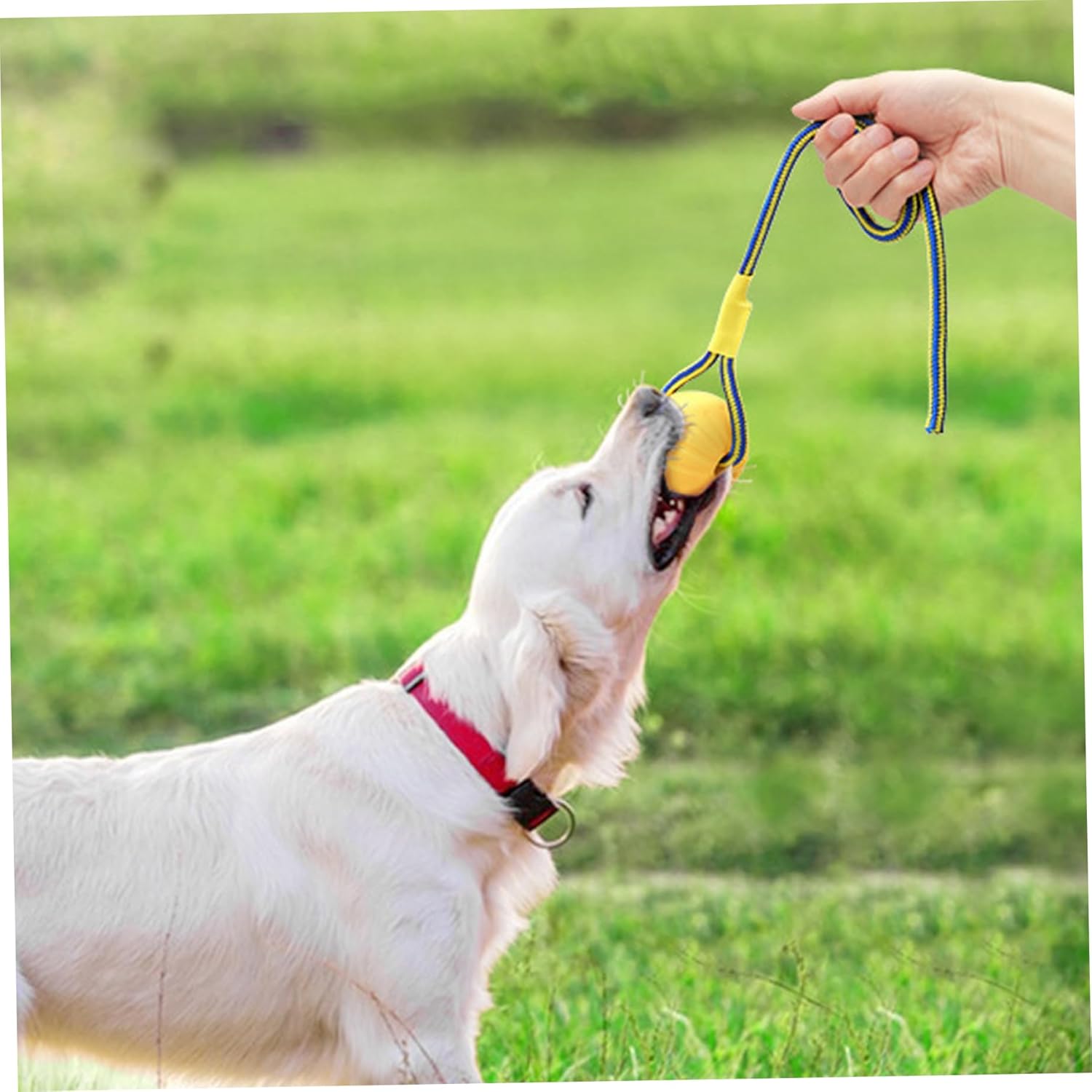 Dog Ball on Rope 3 Inch Rubber Ball on Rope Dog Toy Interactive Training Yellow Color Portable Teething Toys for Reward, Fetch, Play - Image 3
