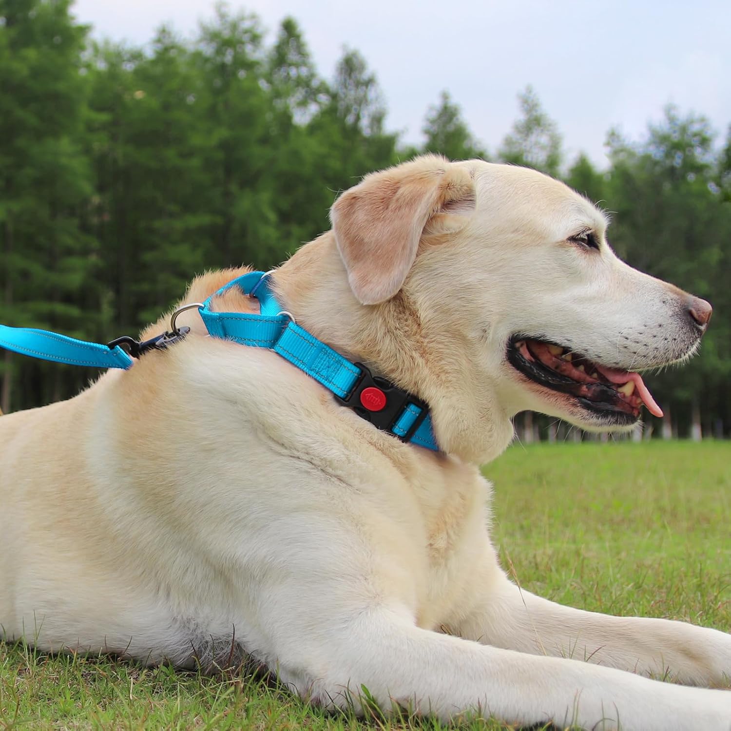 Martingale Dog Collar(12.5-16''), 6FT Double Handle Leash for Training, Sky Blue - - Image 2