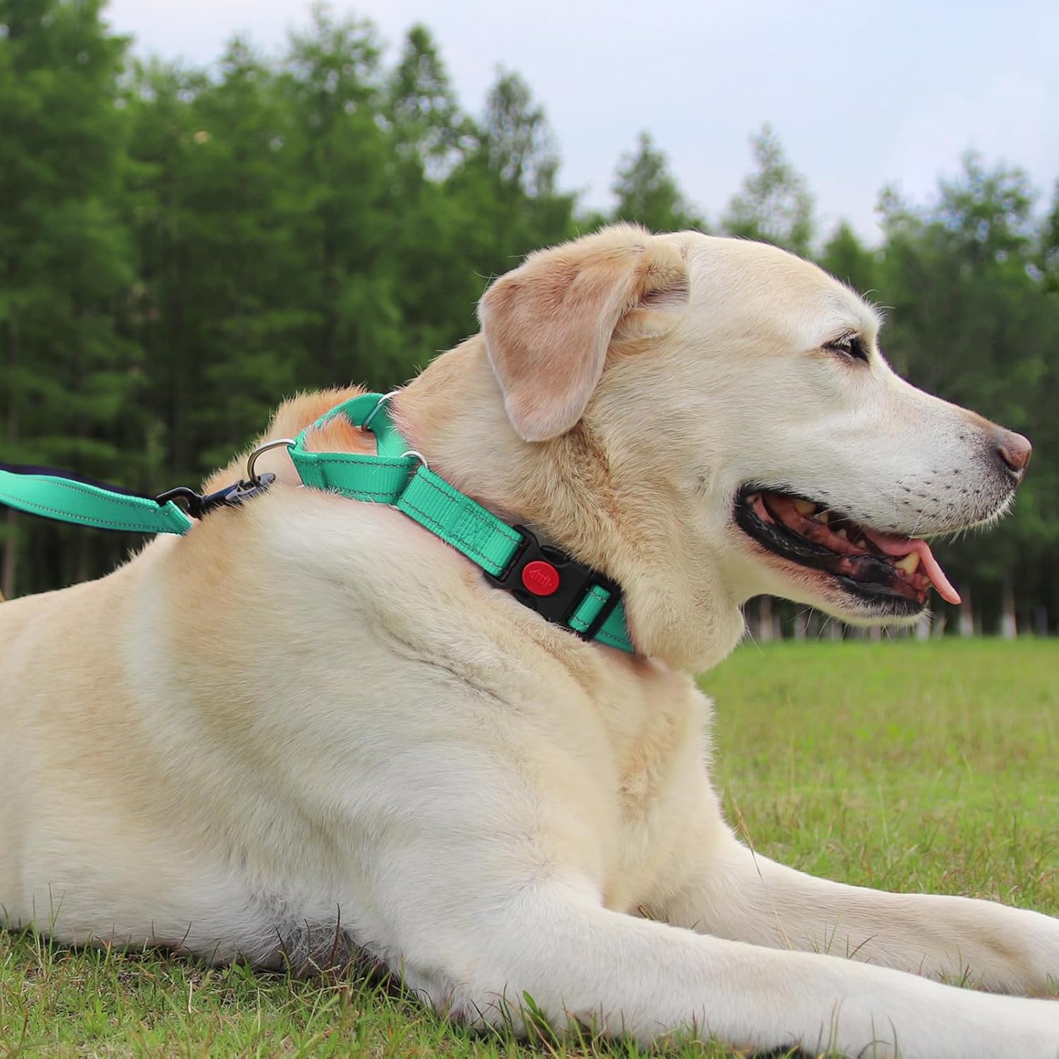 Martingale Dog Collar(12.5-16''), 6FT Double Handle Leash for Training, Teal - - Image 2
