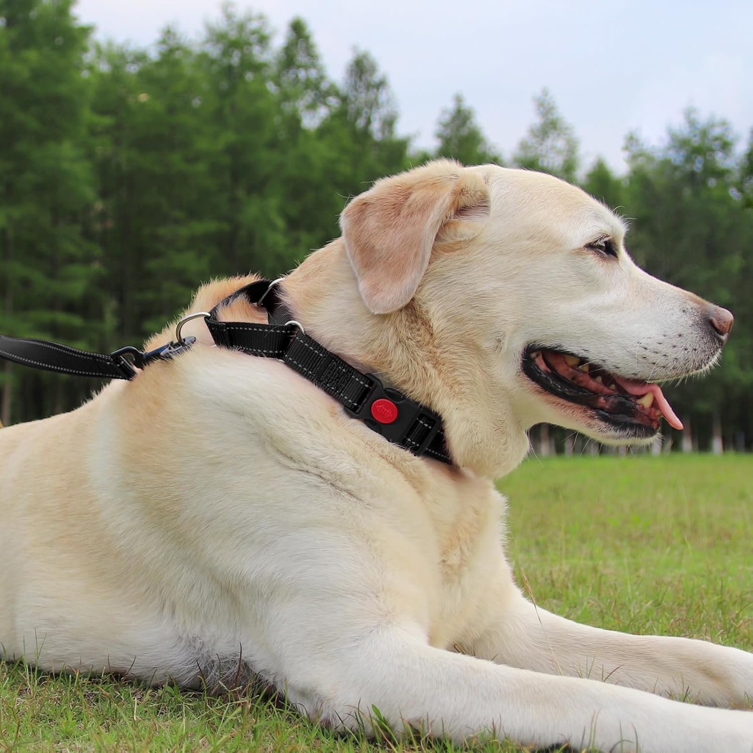 Martingale Dog Collar(12.5-16''), 6FT Double Handle Leash for Training, Black - - Image 2