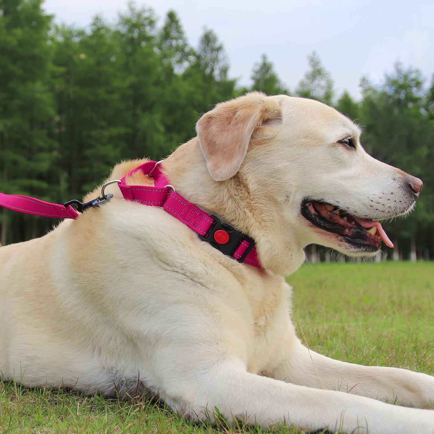 Martingale Dog Collar(16-20