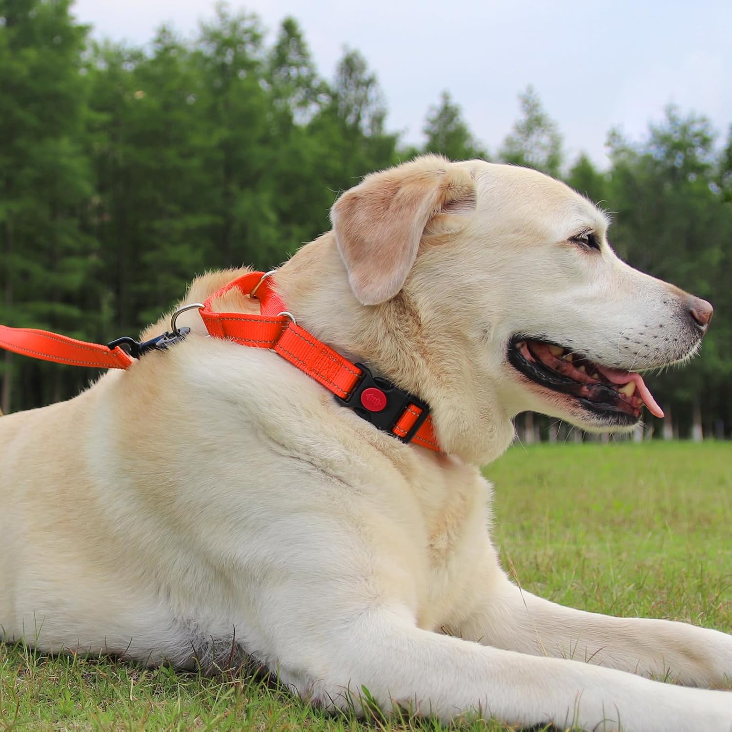 Martingale Dog Collar(16-20