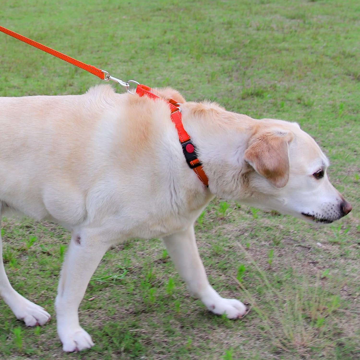 Martingale Dog Collar(16-20