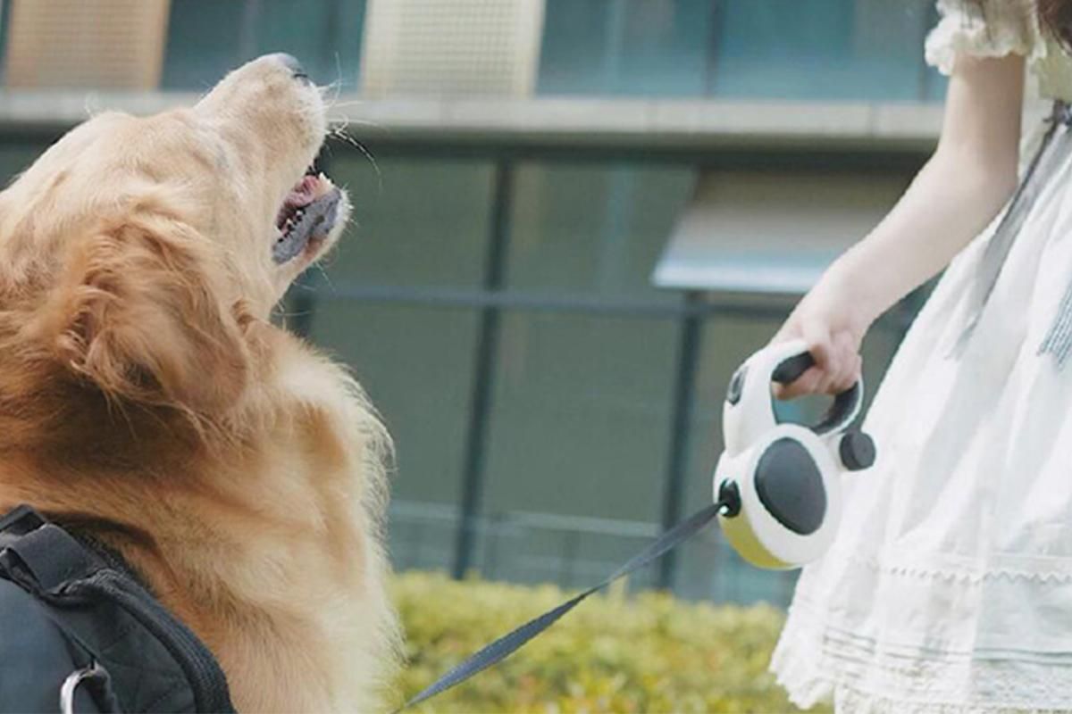 5m Auto Retractable Dog Leash with LED Light Pet Walking Lead for Small Medium Large Dogs - L - Image 5
