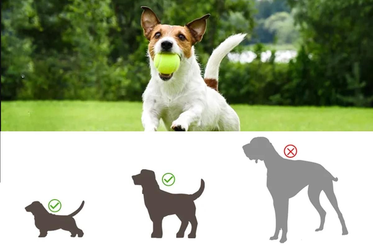 Dog Ball Launcher Thrower Automatic Tennis Fetch Throwing Machine with 3 Balls -Light Green - Image 4