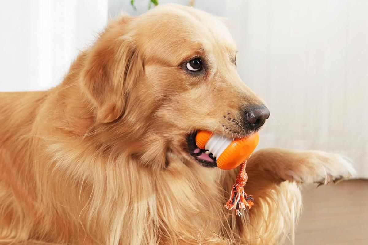 Interactive Pet Rolling Ball Toy Rechargeable Automatic Play Ball for Cats and Dogs - Orange - Image 5