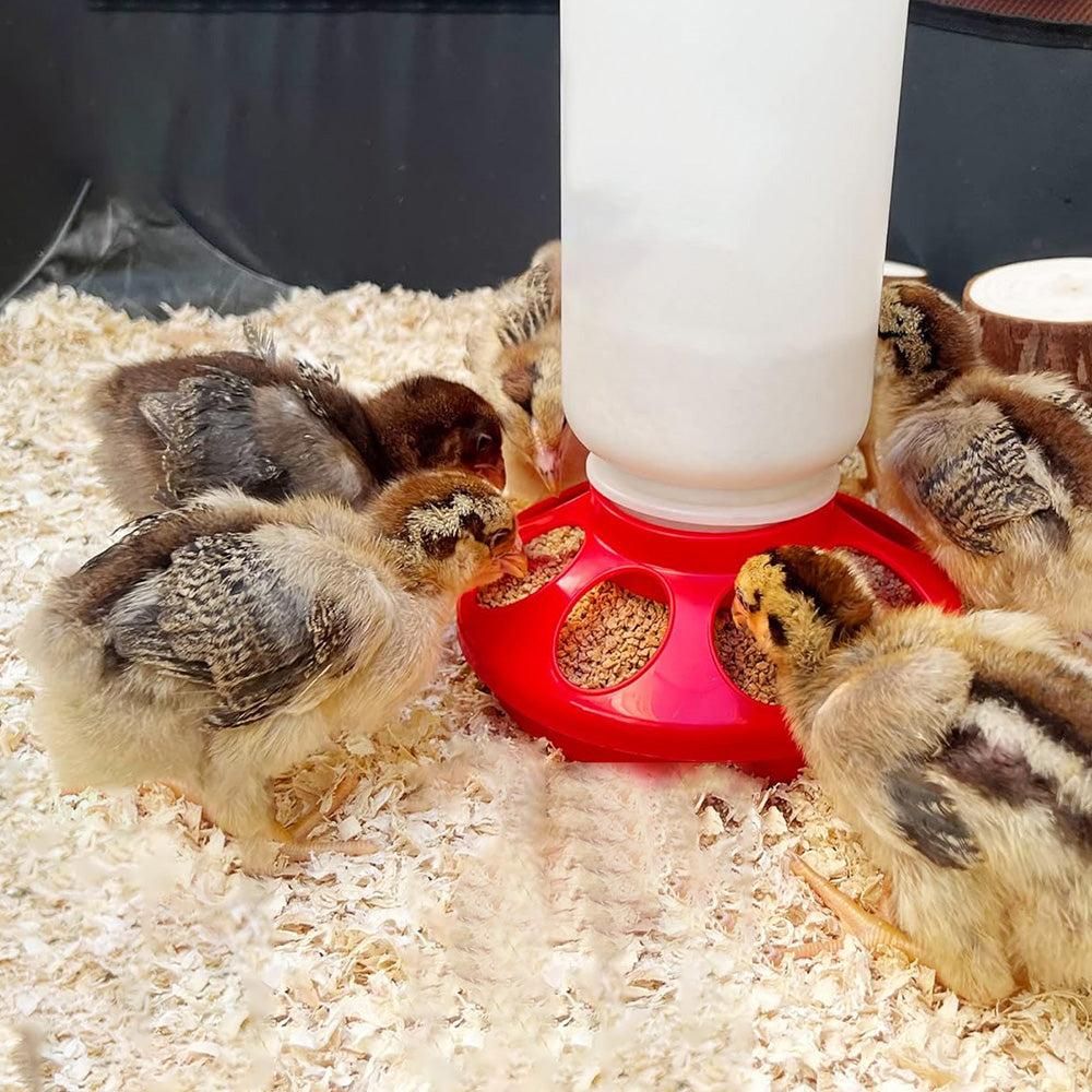 1L Chick Food Feeder and 1.5L Chicken Water Feeder Kit for Chick Aviaries - Image 3