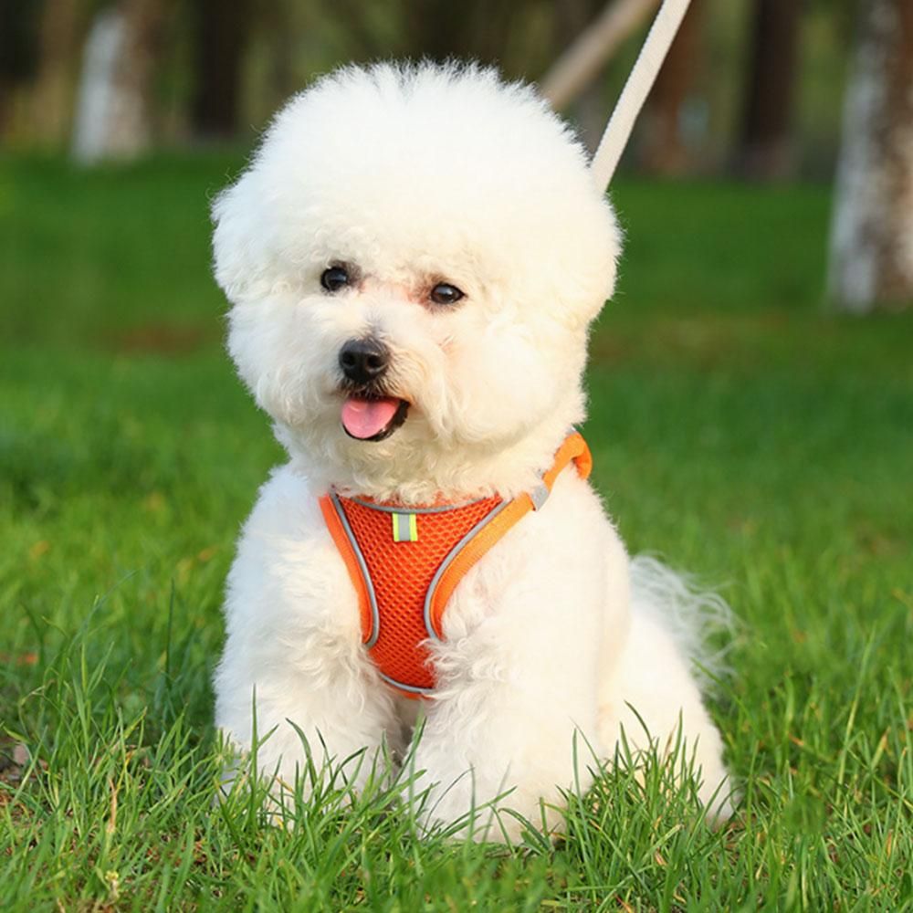 Pet Cat Harness and Leash Set Breathable Vest with Reflective Strip for Kitten Walking Traveling Orange - S - Image 2