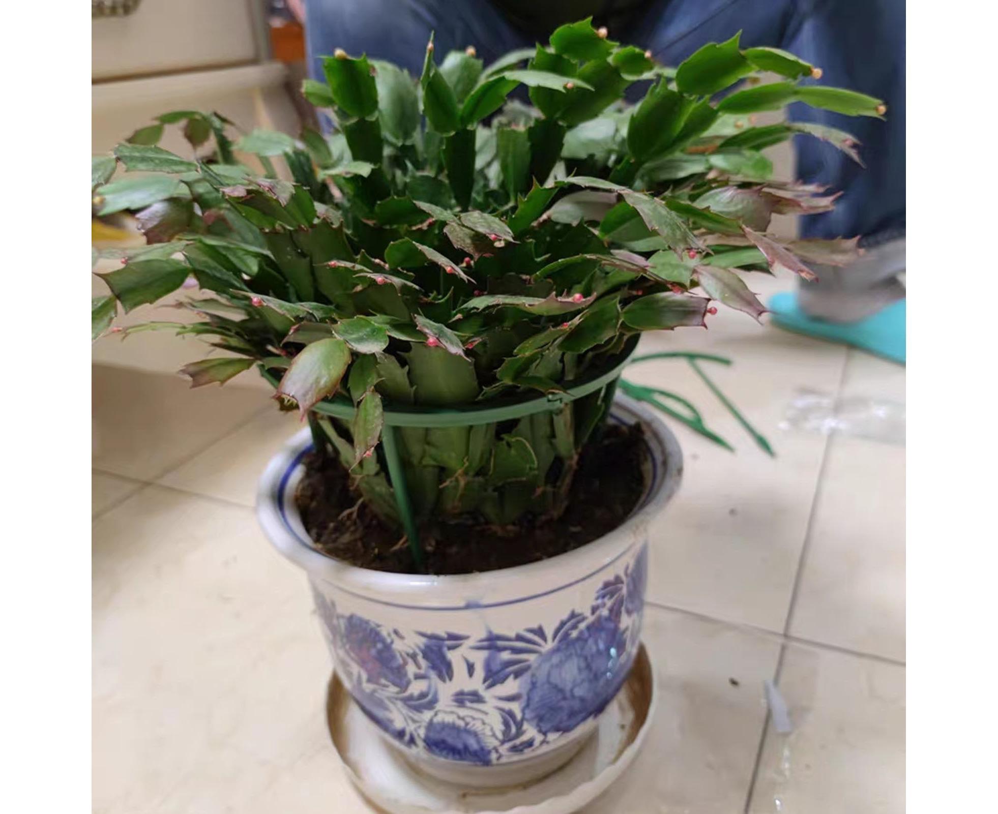 Plant Support Stake Garden Plant Support Cage Flower Stand Holder Household Supplies-B - Image 2