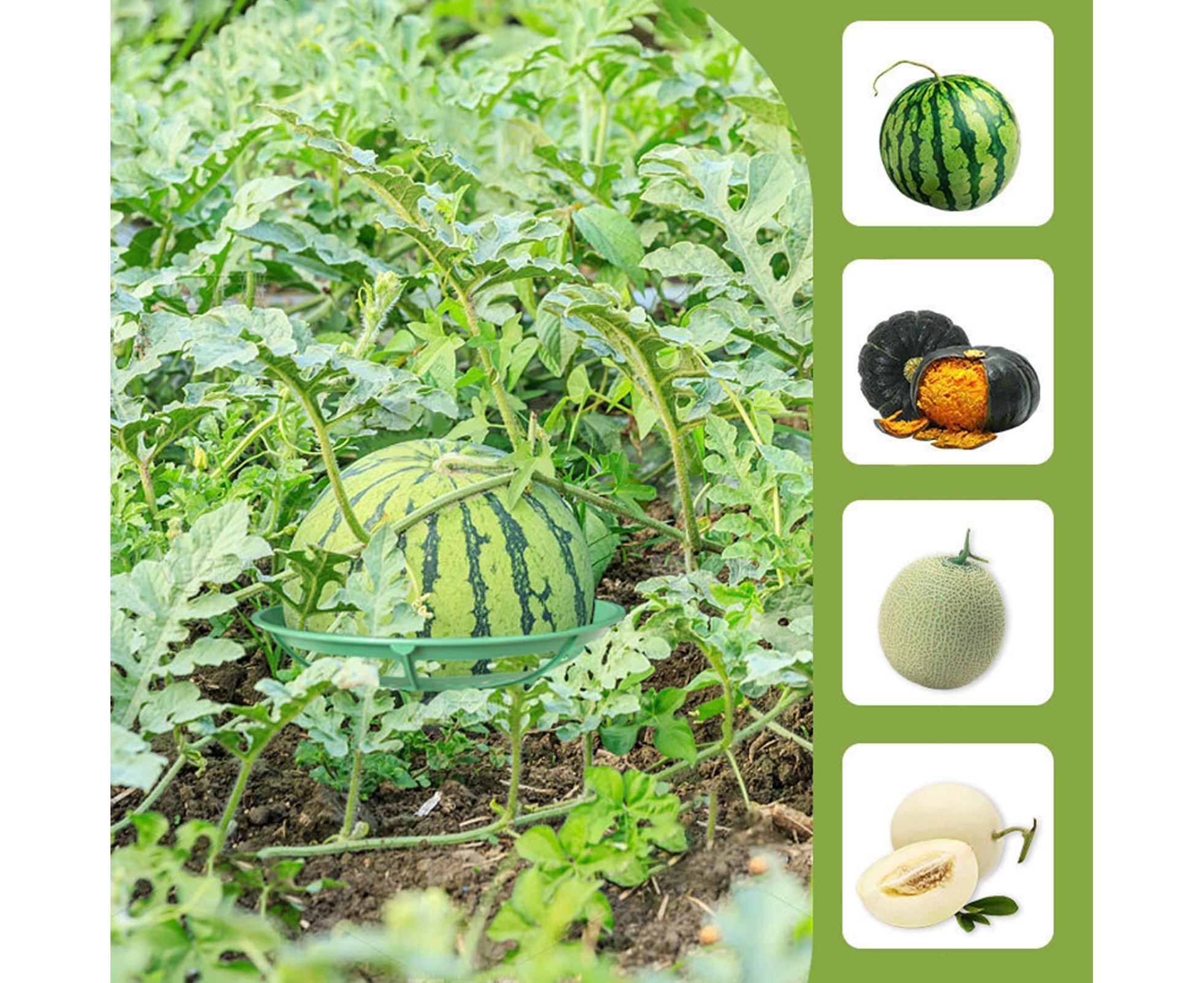 2Pcs Watermelon Growing Holders - Atrovirens L - Image 5