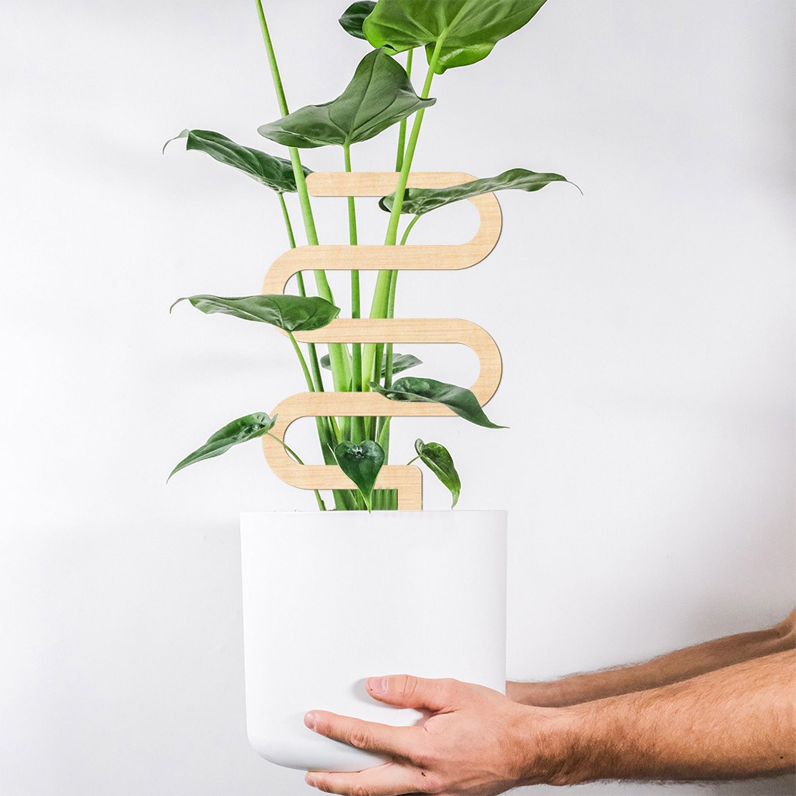 Climbing Vine Fixed Frame China Rose Flower Holder Indoor Flower Plant Support Pole - Image 7