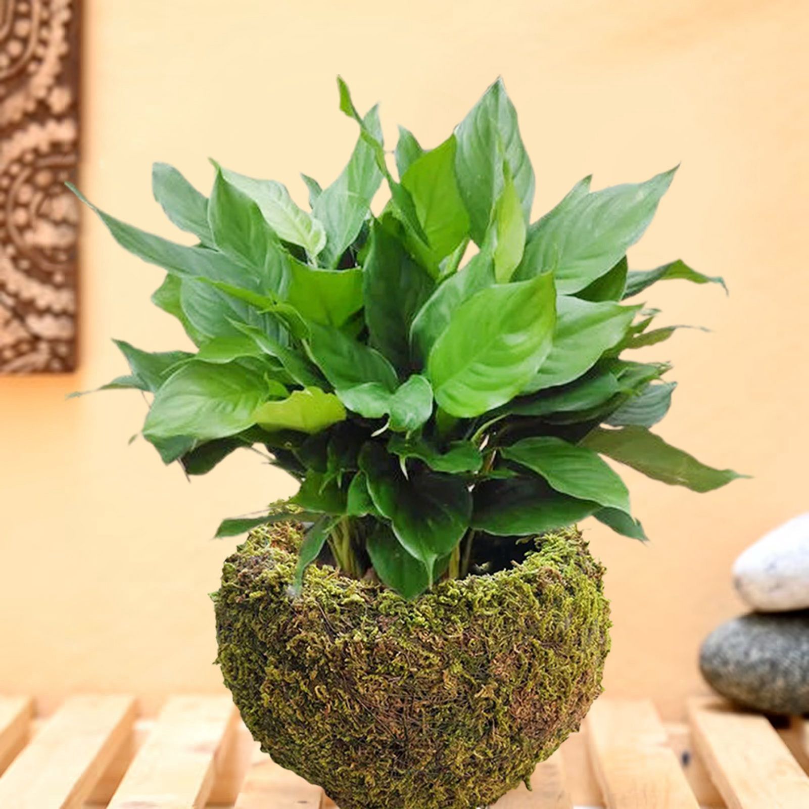 Japanese Style Moss Ball Gardening Potted Plant Moss Flower Pot - Image 5