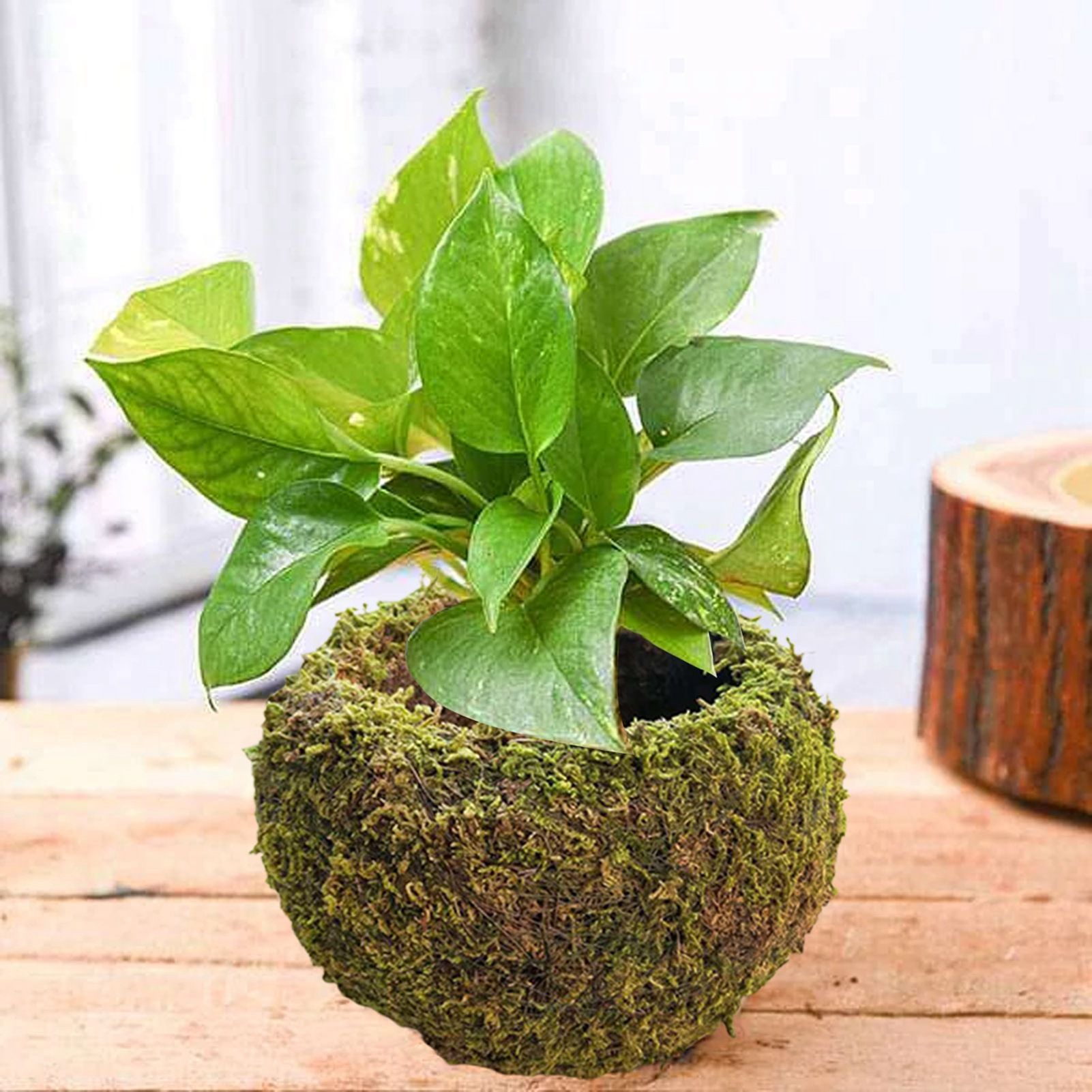 Japanese Style Moss Ball Gardening Potted Plant Moss Flower Pot - Image 7
