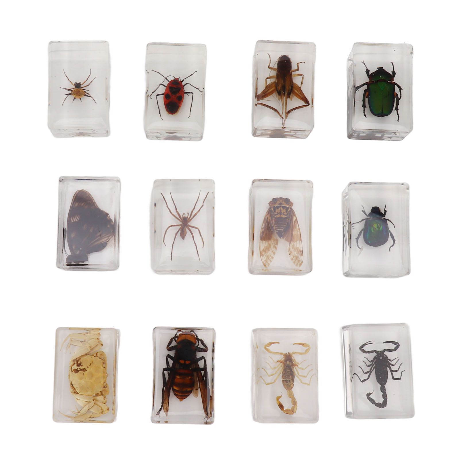 12 Pcs Real Bug Specimens Transparent Resin Science Education Classroom Bug Specimen Sample Tabletop Ornament - Image 1