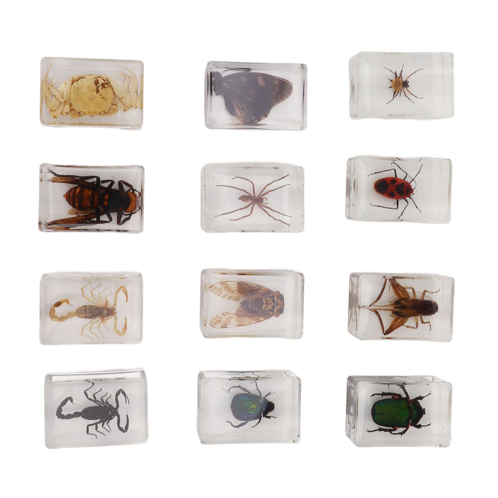 12 Pcs Real Bug Specimens Transparent Resin Science Education Classroom Bug Specimen Sample Tabletop Ornament - Image 2