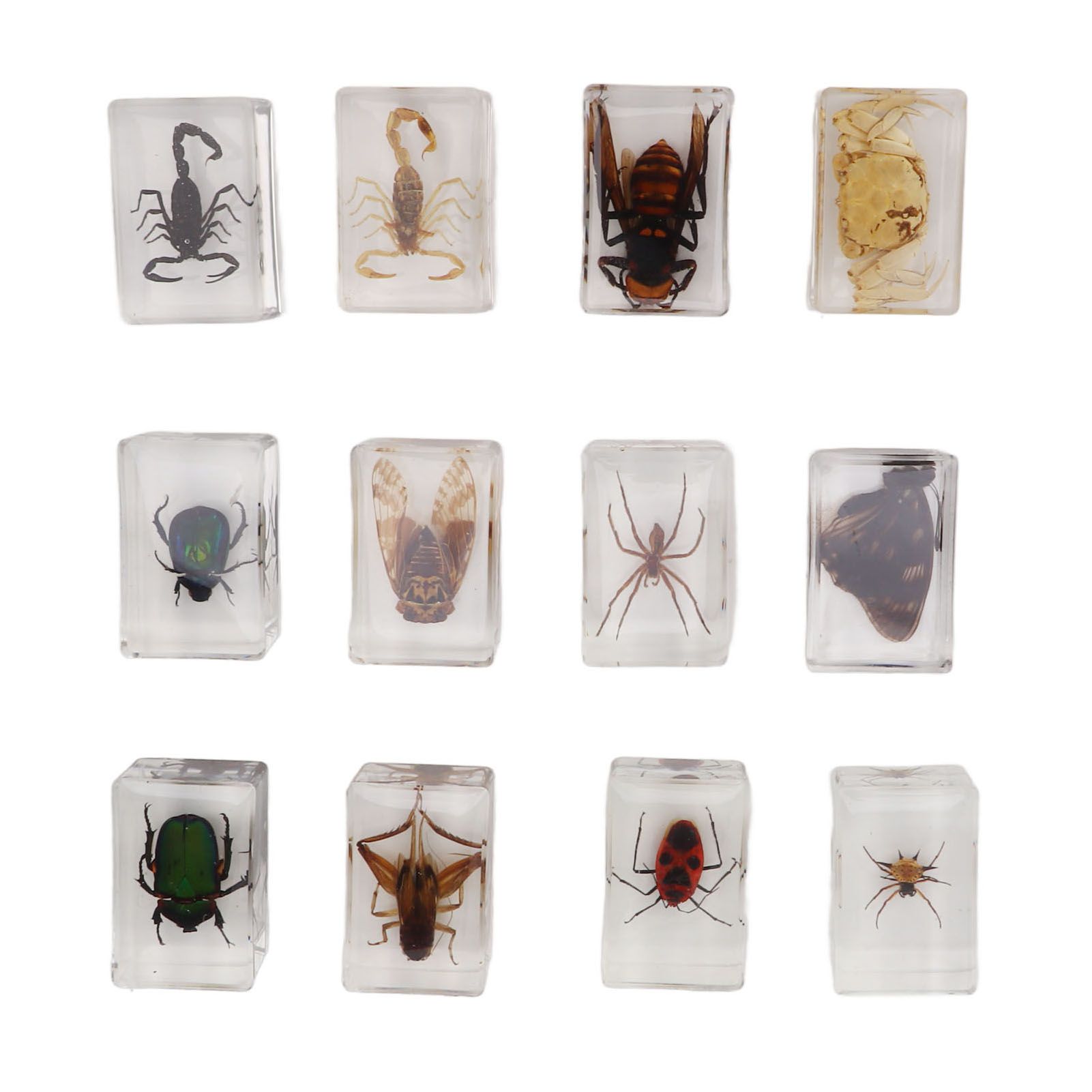 12 Pcs Real Bug Specimens Transparent Resin Science Education Classroom Bug Specimen Sample Tabletop Ornament - Image 3