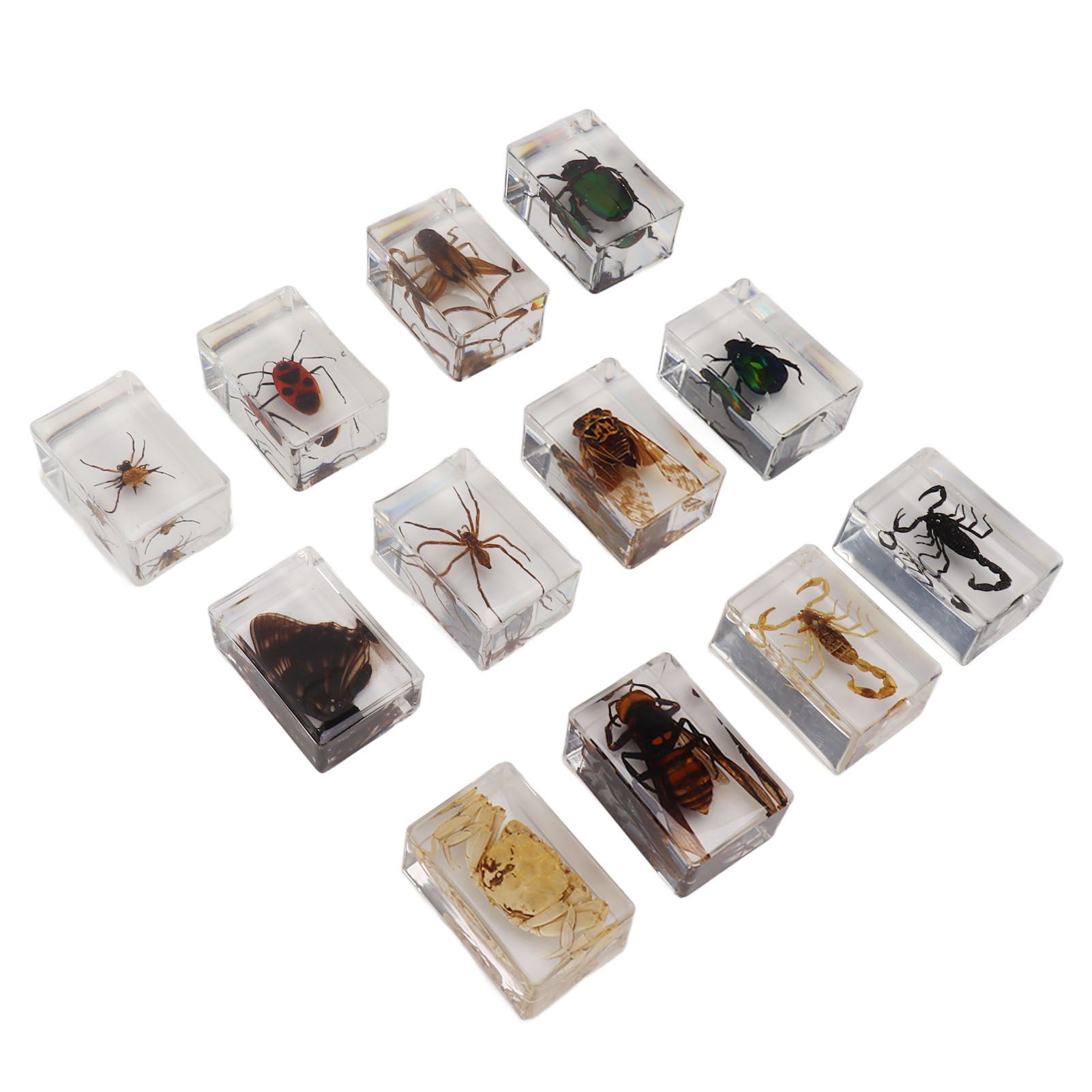 12 Pcs Real Bug Specimens Transparent Resin Science Education Classroom Bug Specimen Sample Tabletop Ornament - Image 4