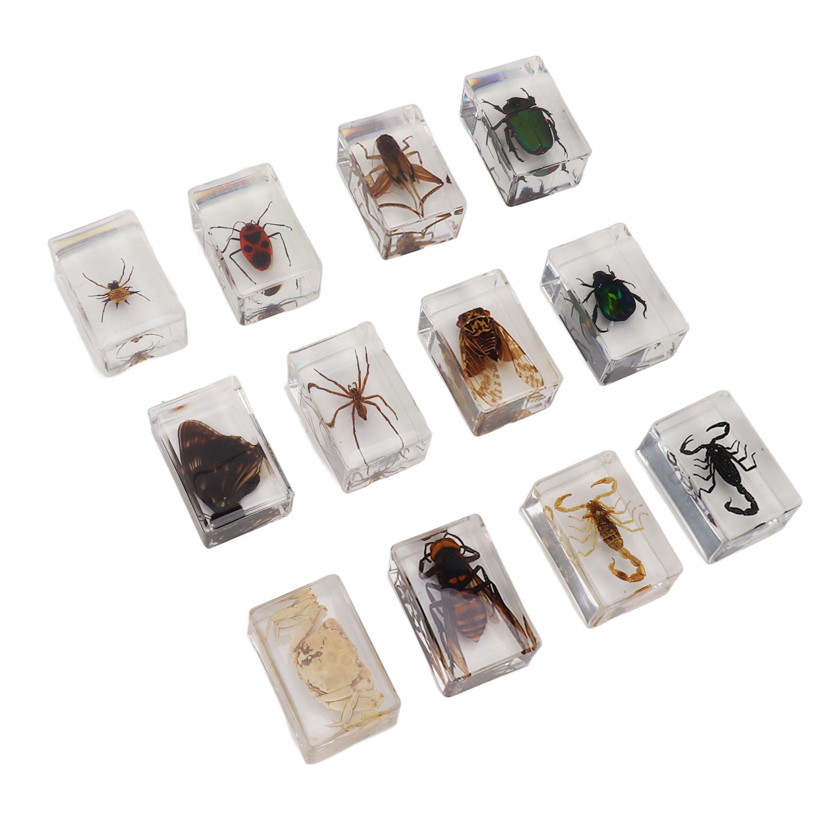 12 Pcs Real Bug Specimens Transparent Resin Science Education Classroom Bug Specimen Sample Tabletop Ornament - Image 5