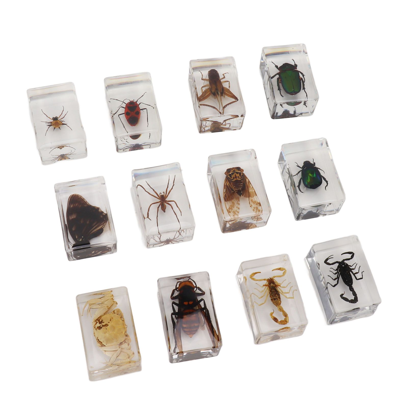 12 Pcs Real Bug Specimens Transparent Resin Science Education Classroom Bug Specimen Sample Tabletop Ornament - Image 6