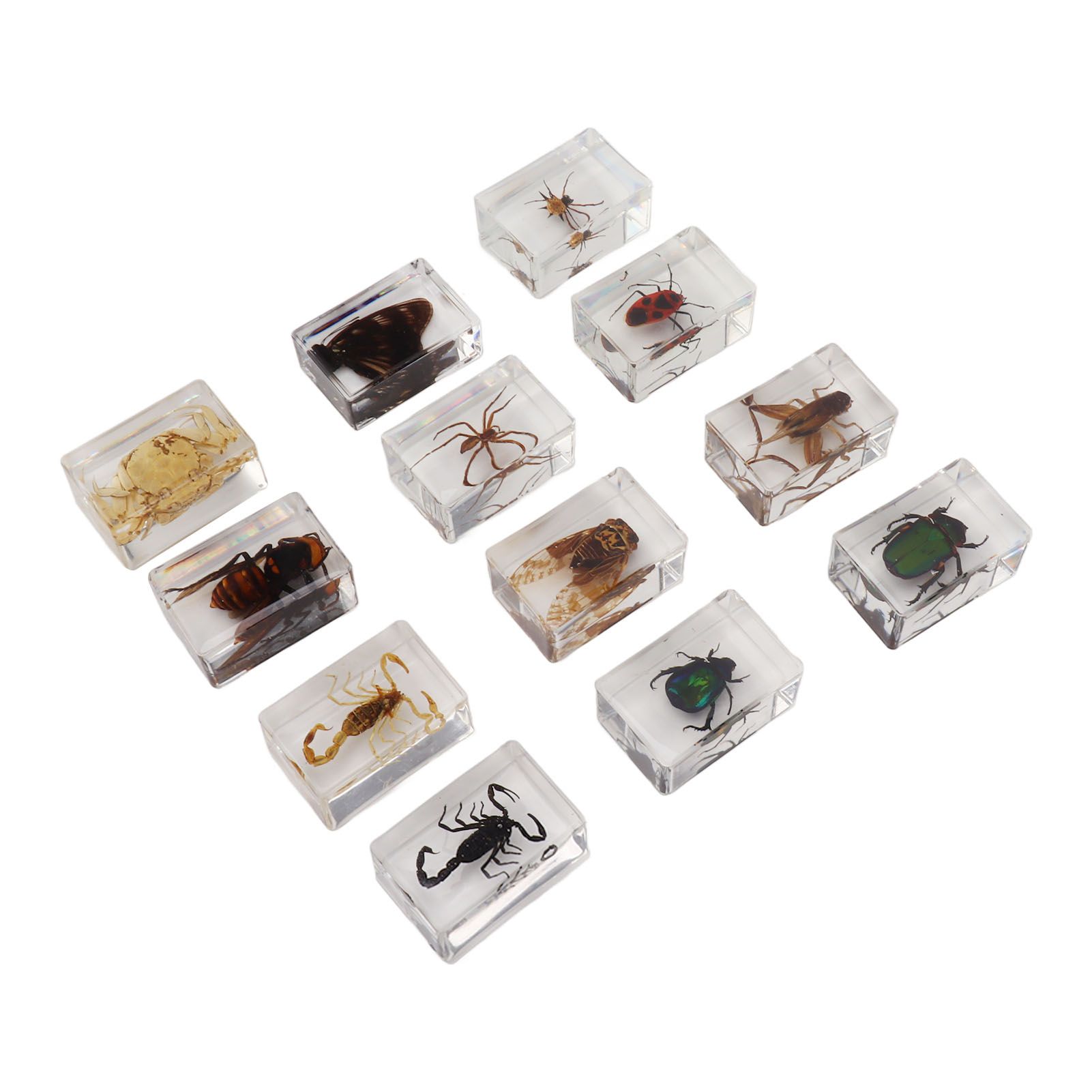 12 Pcs Real Bug Specimens Transparent Resin Science Education Classroom Bug Specimen Sample Tabletop Ornament - Image 7