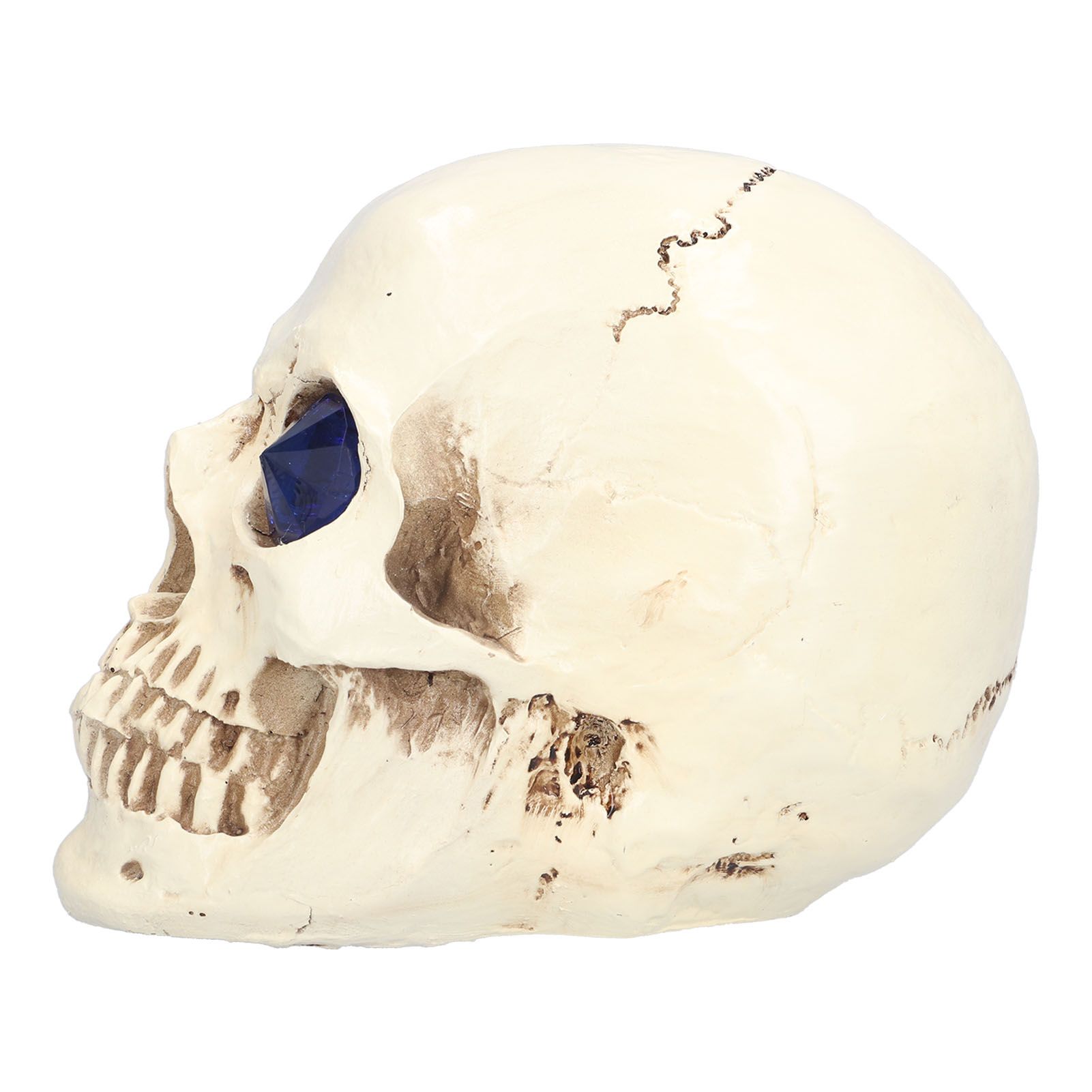 Skull Ornaments Vivid Lightweight Easily Clean Add Horror Ambience Halloween Props for Party Haunted House Decoration - Image 3