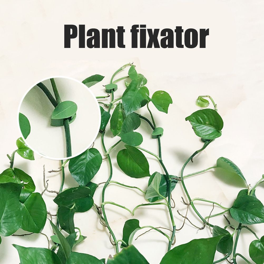 Pack of 50 Self Adhesive Plant Holders Plant Connector Clip Climbing Plants Fixing Wall Plant Clips for Supports Planting - Image 5
