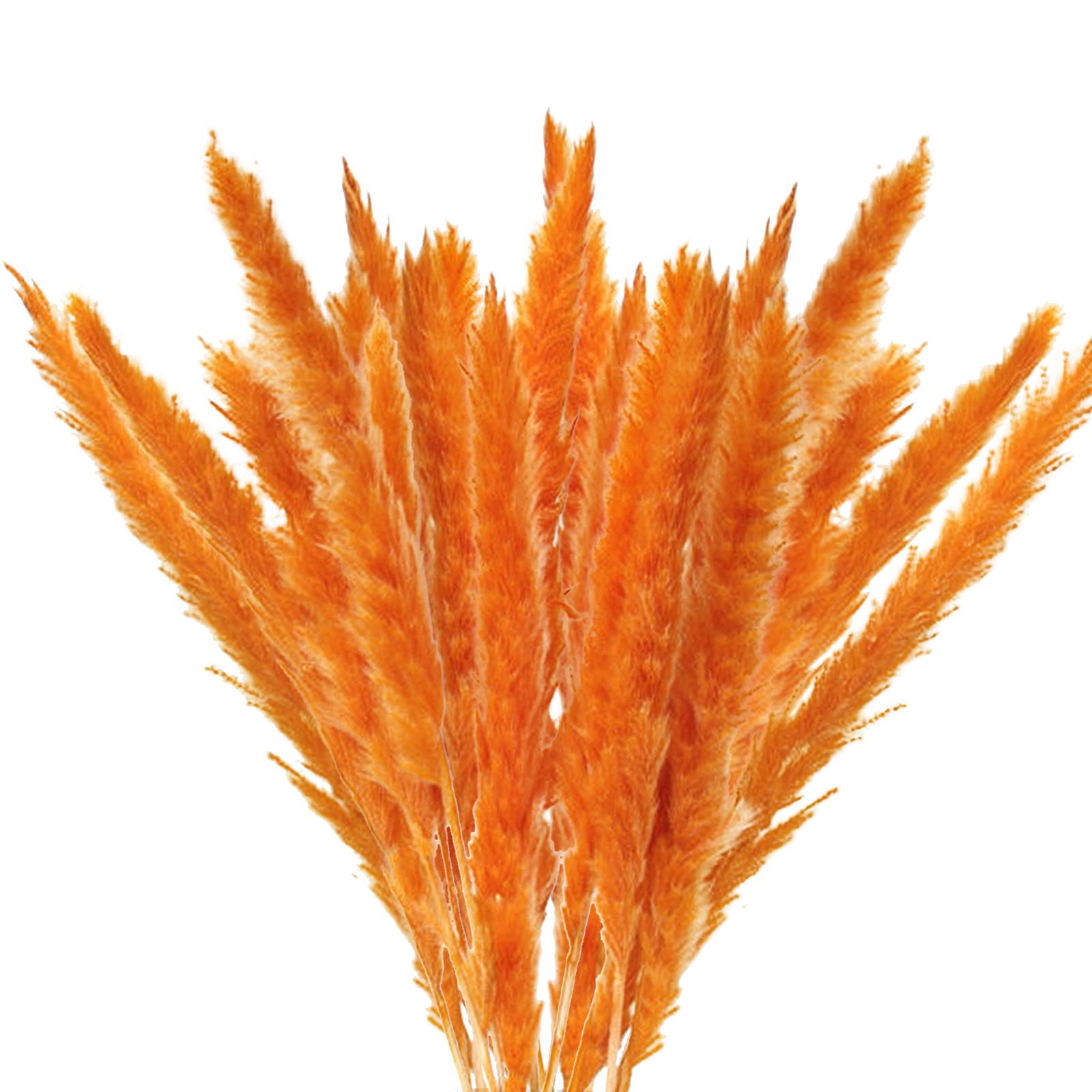 Dried Pampas Grass Natural Reed Dried Flowers Dried Pampas Grass Flowers Bouquet for Boho Home Decor - Image 2