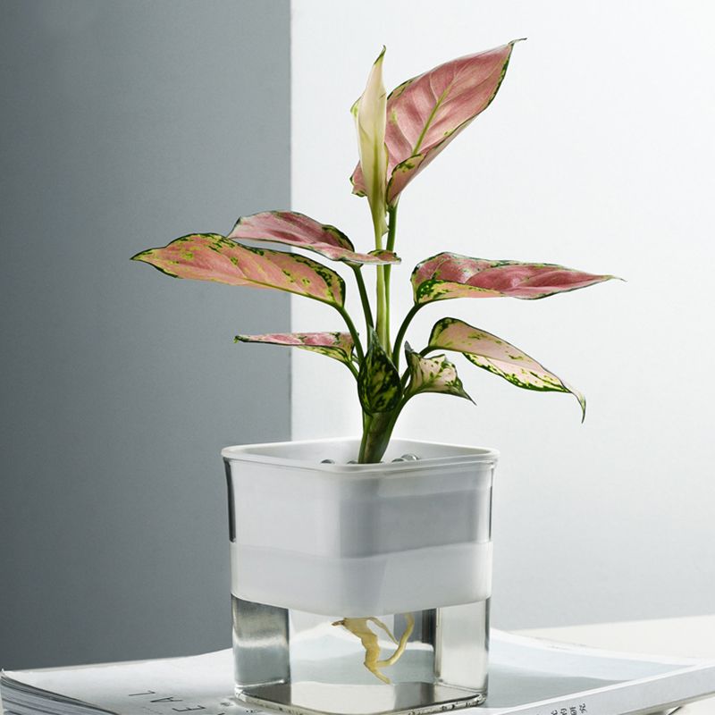 Water Absorption Planter Indoor Self Absorbed Watering Pot Flower Container for Office Home Semitransparent - Image 4