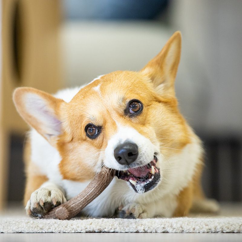 Gigwi Dog Chew Toy Wood Antler Bite Resistant Trumpet - Image 2
