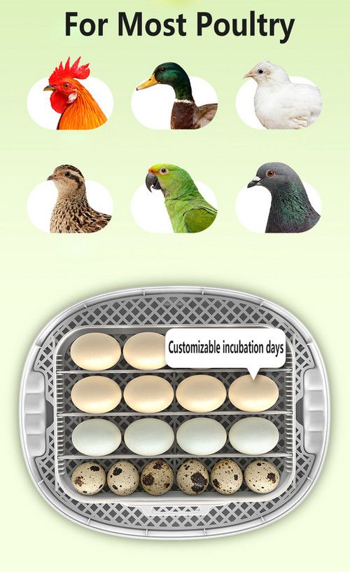 Automatic Egg Incubator 16-30 Eggs Chicken Duck Poultry Hatcher Breeder Candler - Image 8