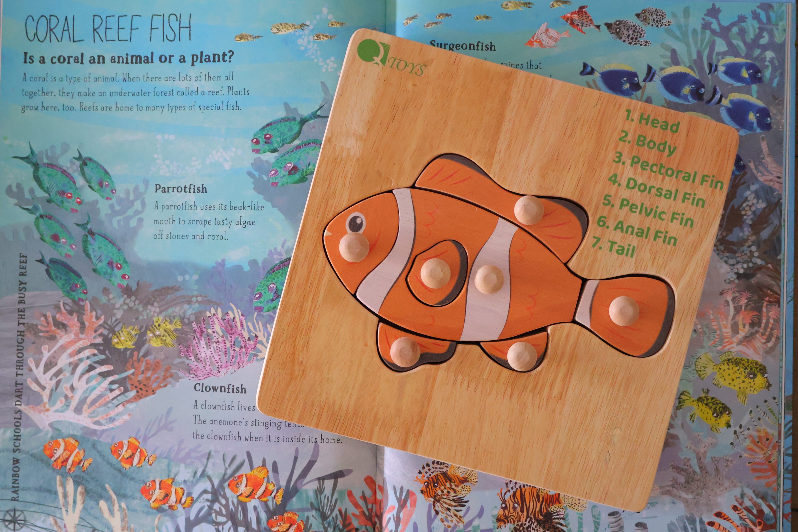 Montessori Fish Knob Puzzle - Image 1