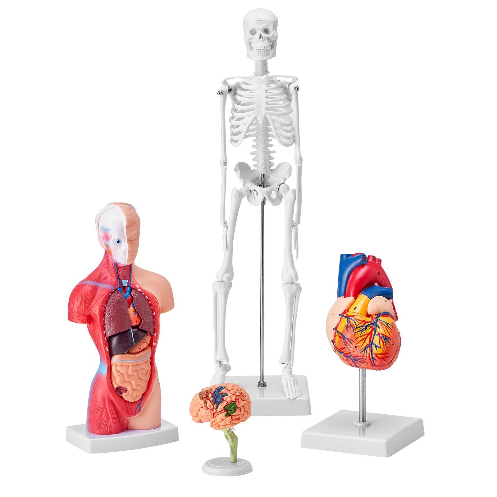 Human Anatomy Models Bundle Set, Brain, Human Torso Body, Heart, Skeleton Model Set of 4, Hands-on 3D Model Study Tools Teaching Models for Physiology Students or as Educational Kit for Kids - Image 1