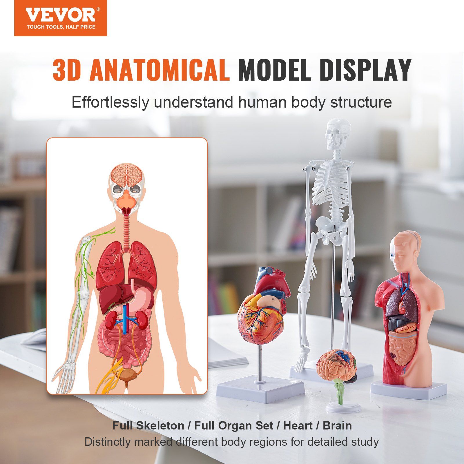 Human Anatomy Models Bundle Set, Brain, Human Torso Body, Heart, Skeleton Model Set of 4, Hands-on 3D Model Study Tools Teaching Models for Physiology Students or as Educational Kit for Kids - Image 2