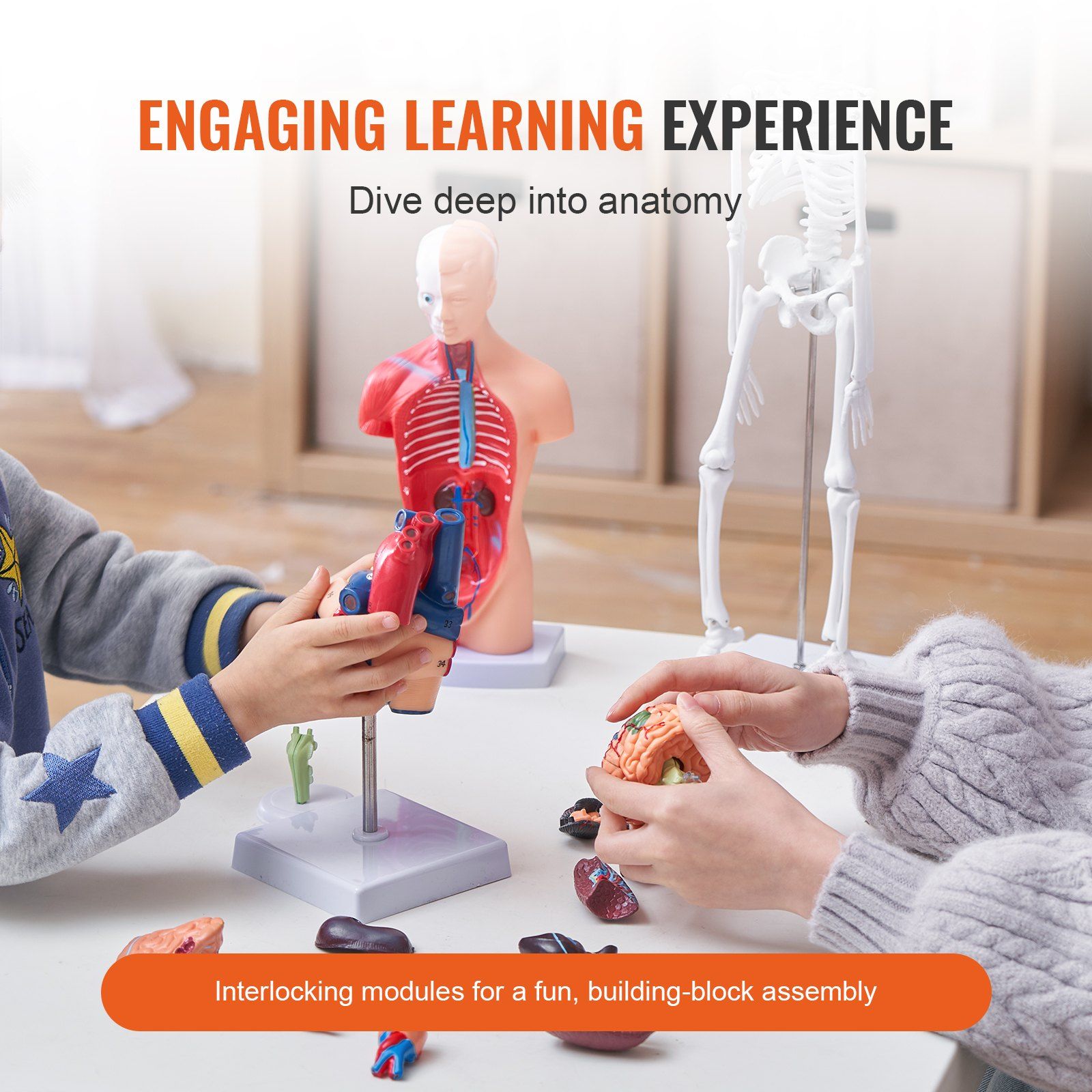 Human Anatomy Models Bundle Set, Brain, Human Torso Body, Heart, Skeleton Model Set of 4, Hands-on 3D Model Study Tools Teaching Models for Physiology Students or as Educational Kit for Kids - Image 3