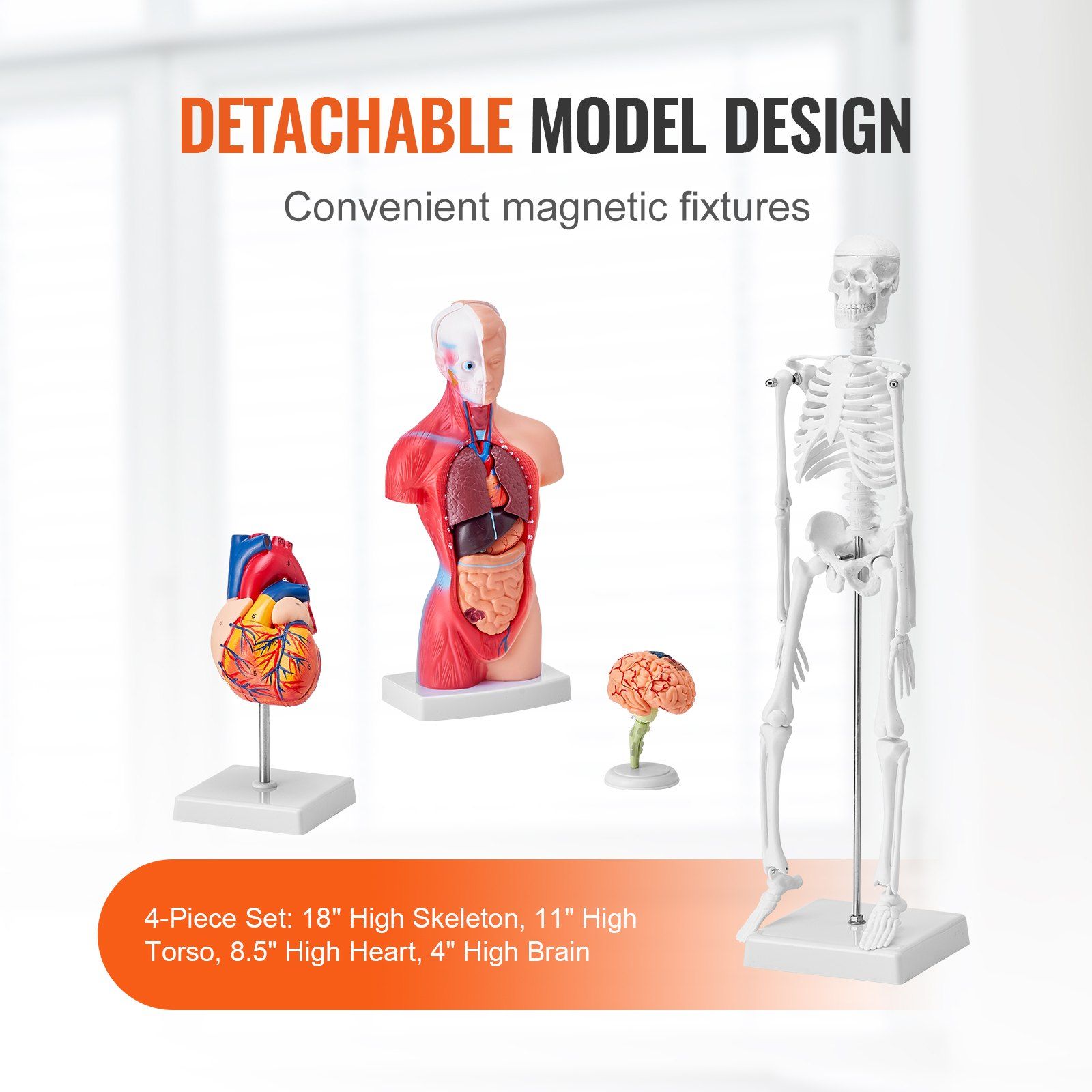 Human Anatomy Models Bundle Set, Brain, Human Torso Body, Heart, Skeleton Model Set of 4, Hands-on 3D Model Study Tools Teaching Models for Physiology Students or as Educational Kit for Kids - Image 4