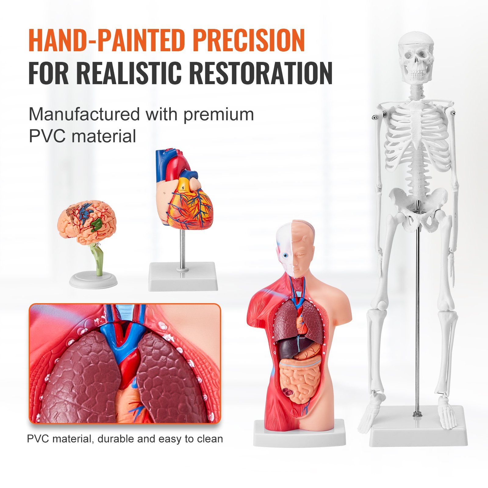 Human Anatomy Models Bundle Set, Brain, Human Torso Body, Heart, Skeleton Model Set of 4, Hands-on 3D Model Study Tools Teaching Models for Physiology Students or as Educational Kit for Kids - Image 5