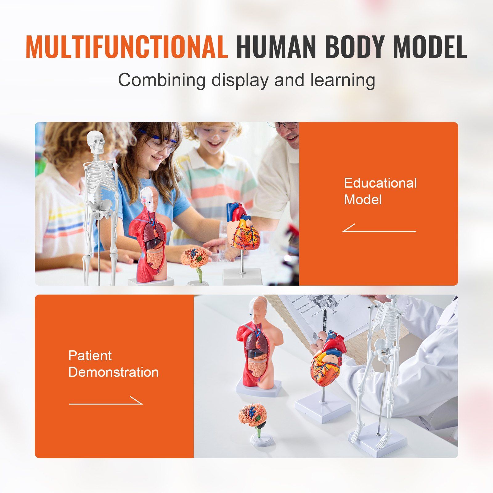 Human Anatomy Models Bundle Set, Brain, Human Torso Body, Heart, Skeleton Model Set of 4, Hands-on 3D Model Study Tools Teaching Models for Physiology Students or as Educational Kit for Kids - Image 6
