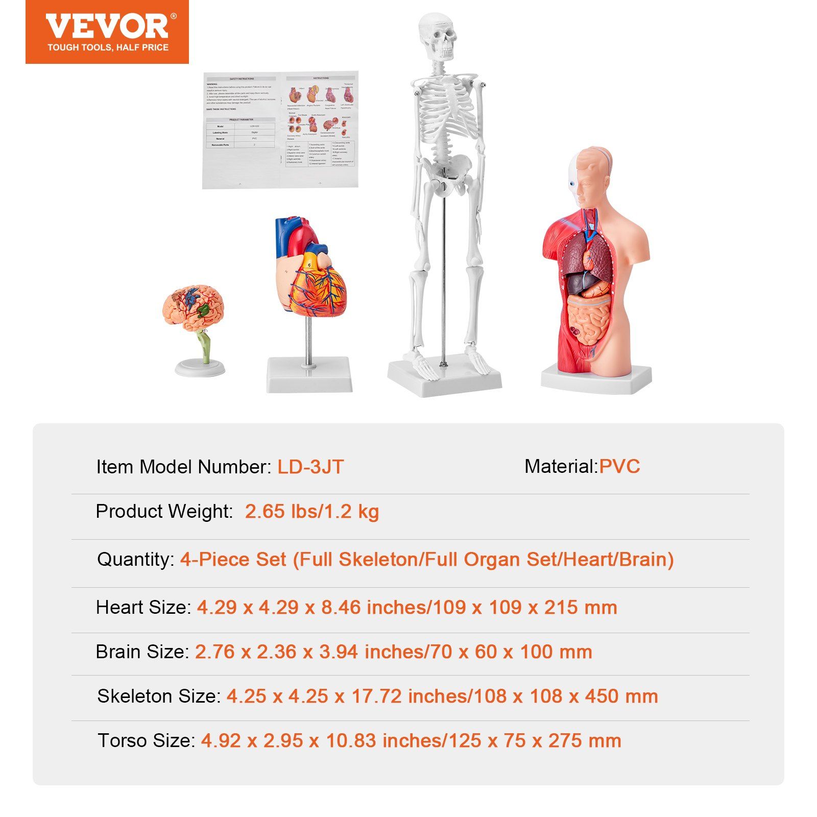 Human Anatomy Models Bundle Set, Brain, Human Torso Body, Heart, Skeleton Model Set of 4, Hands-on 3D Model Study Tools Teaching Models for Physiology Students or as Educational Kit for Kids - Image 7