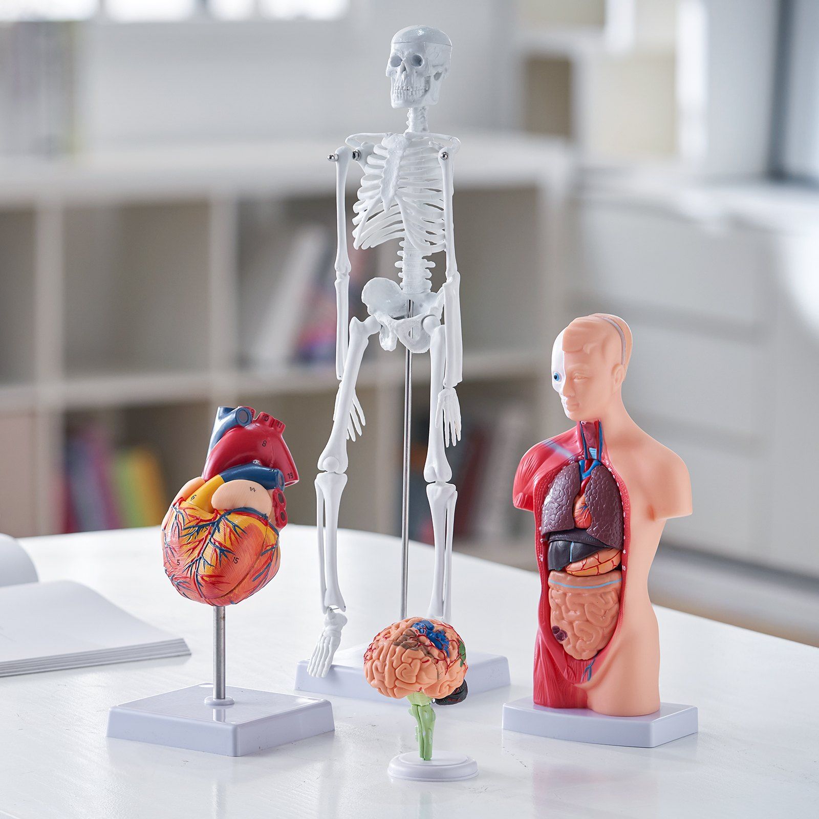 Human Anatomy Models Bundle Set, Brain, Human Torso Body, Heart, Skeleton Model Set of 4, Hands-on 3D Model Study Tools Teaching Models for Physiology Students or as Educational Kit for Kids - Image 8