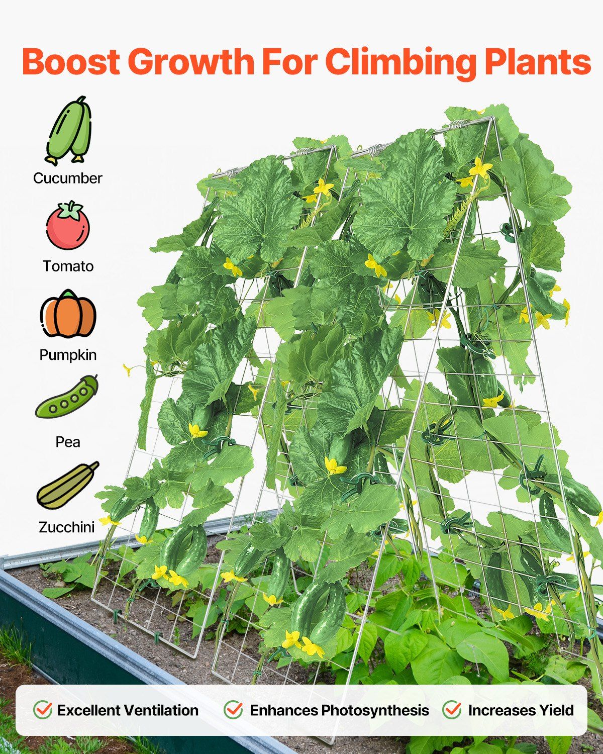 Cucumber Trellis for Climbing Plants, 35
